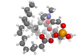 Fosfatidilcolina: a cosa serve? Come funziona? - fgm04