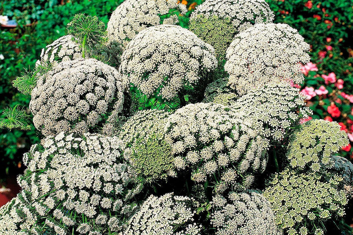 Che cos'è la Visnadina? Combatti la cellulite con il Gel per Adipe - fgm04