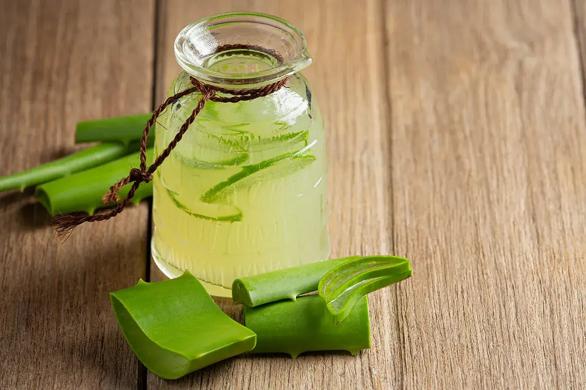 aloe in vasetto