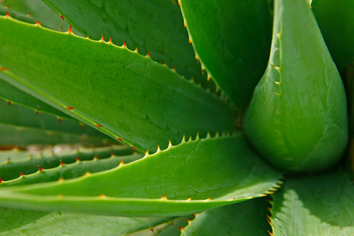Aloe Vera: Proprietà curative, Benefici e utilizzi, a cosa serve? - fgm04